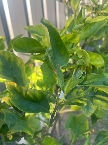 IMG_5909.jpeg IMG_5909.jpeg