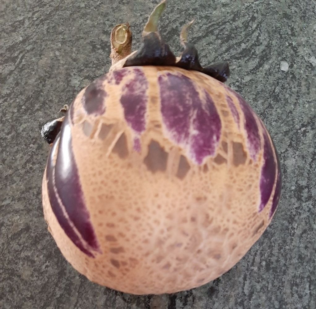 eggplant2.jpg eggplant2.jpg