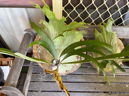 8921FCC0-E29A-409E-A4C0-06EE202DDAA1.jpeg 8921FCC0-E29A-409E-A4C0-06EE202DDAA1.jpeg