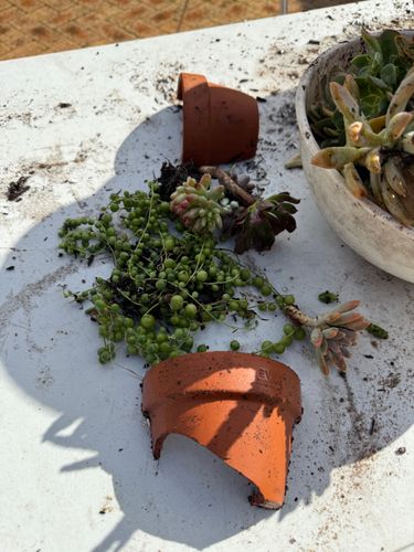 IMG_1248.jpeg IMG_1248.jpeg