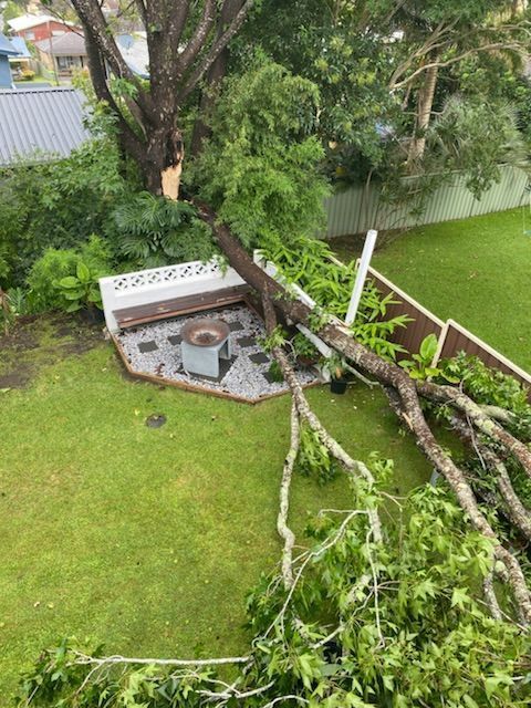 fallentree.jpeg fallentree.jpeg