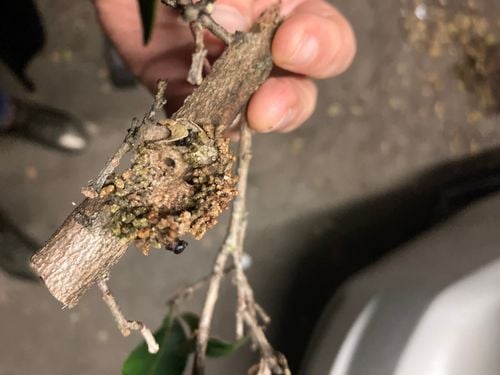 IMG_2546.jpeg IMG_2546.jpeg