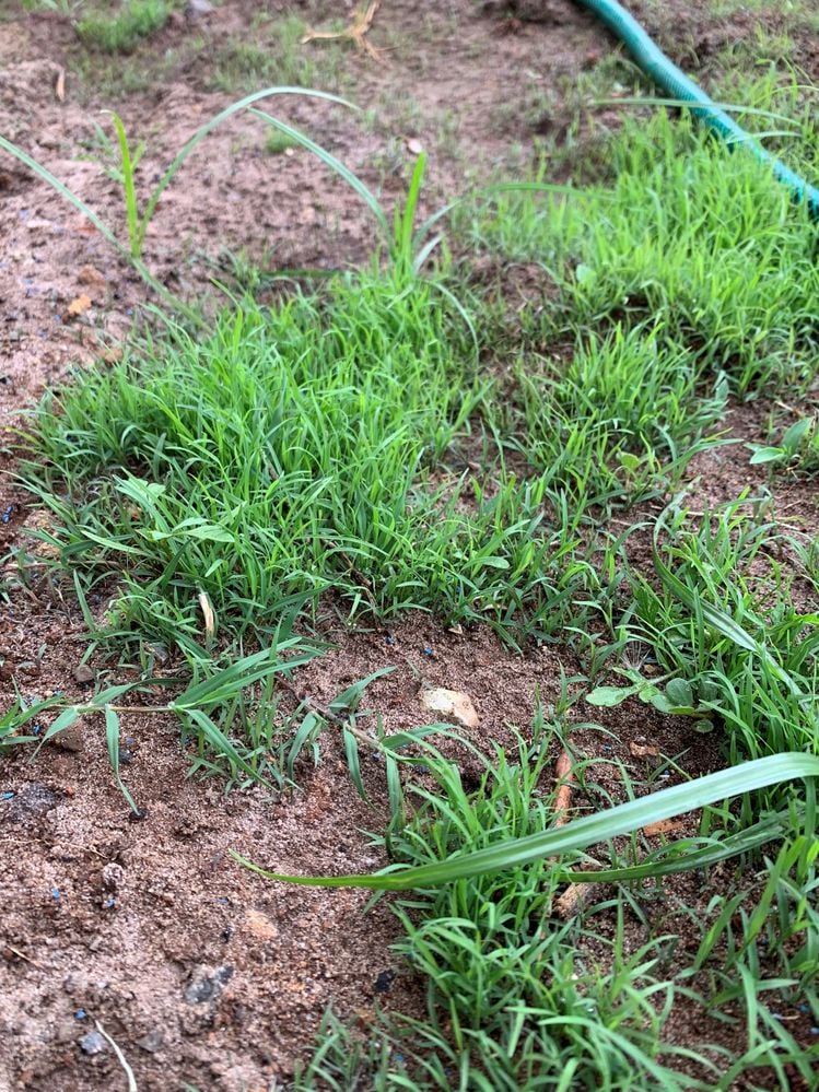 Green Couch.jpg Green Couch.jpg