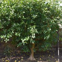 4.1 A well-shaped lime tree.jpg 4.1 A well-shaped lime tree.jpg