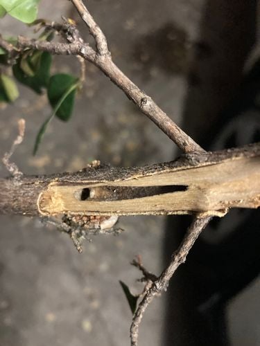 IMG_2540.jpeg IMG_2540.jpeg