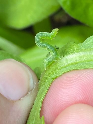 76FADD62-B24F-477A-889F-01B3F0DA8B91.jpeg 76FADD62-B24F-477A-889F-01B3F0DA8B91.jpeg