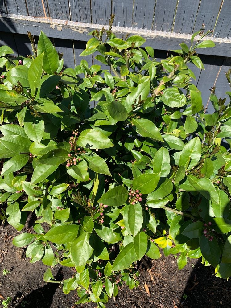 IMG-1788.JPG IMG-1788.JPG