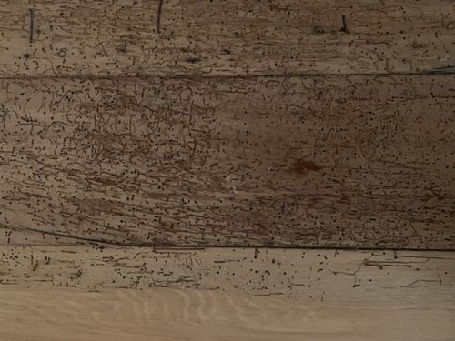 F1DF47F2-A402-408A-BB72-D44AFFF54488.jpeg F1DF47F2-A402-408A-BB72-D44AFFF54488.jpeg