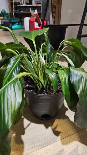 1000054996.jpg 1000054996.jpg