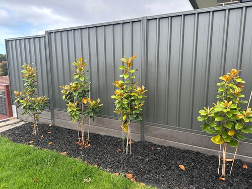 IMG_8565.jpeg IMG_8565.jpeg