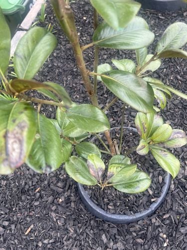 IMG_9269.jpeg IMG_9269.jpeg