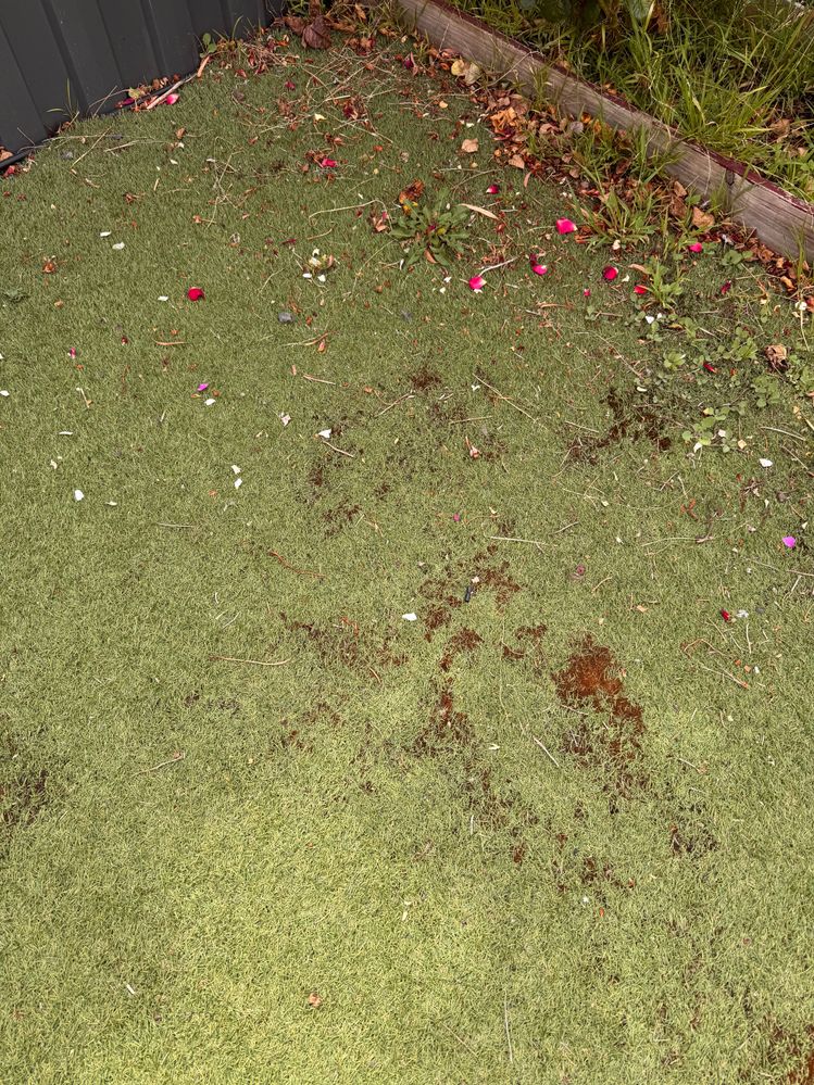 8EDC307A-8CF7-4602-9695-C465C481E845.jpeg 8EDC307A-8CF7-4602-9695-C465C481E845.jpeg