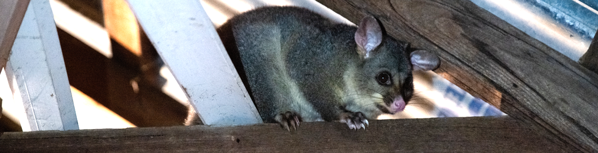 Prevent possums from your roof.png Prevent possums from your roof.png