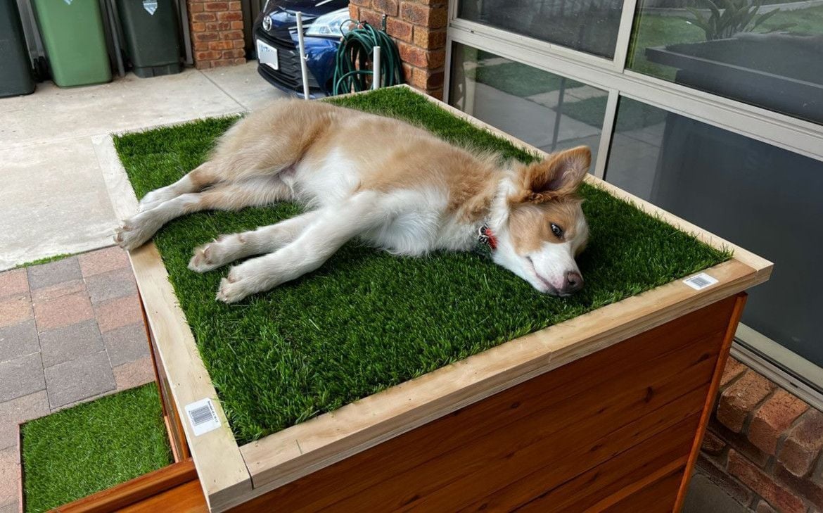 dog-lounging-on-roof.jpg dog-lounging-on-roof.jpg