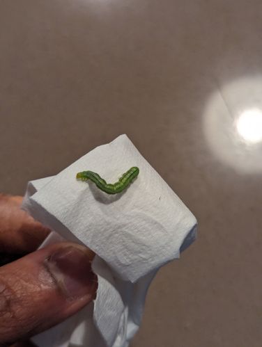 1000040784.jpg 1000040784.jpg