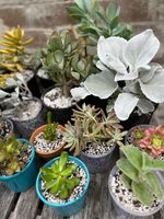 IMG_5784.jpeg IMG_5784.jpeg