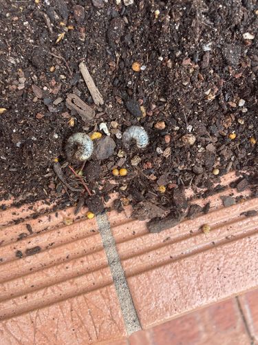 IMG_2402.jpeg IMG_2402.jpeg