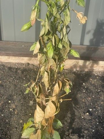 Picture2.jpg Picture2.jpg