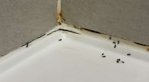 fan8956_0-1769601306701.png fan8956_0-1769601306701.png