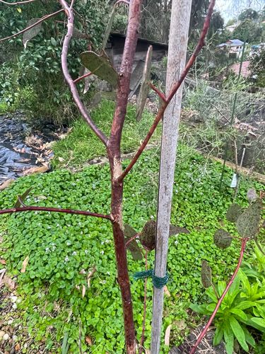 IMG_7799.jpeg IMG_7799.jpeg