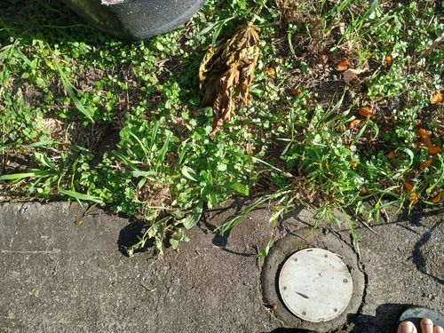 IMG_20250522_080403302_HDR.jpg IMG_20250522_080403302_HDR.jpg