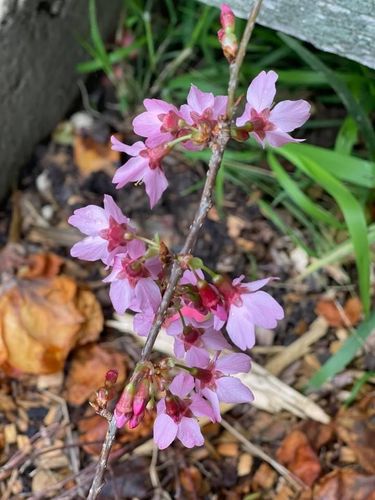 E25AD60D-1DEE-4D4D-A5C3-D2462A8A9268.jpeg E25AD60D-1DEE-4D4D-A5C3-D2462A8A9268.jpeg