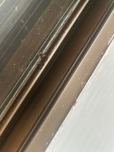 IMG_5998.jpeg IMG_5998.jpeg