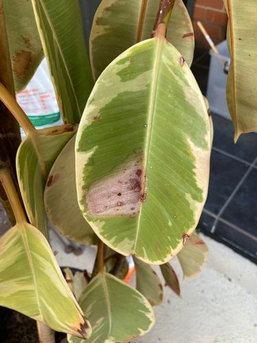 IMG_1206.jpeg IMG_1206.jpeg