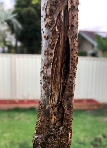 0CC399FC-3689-416C-9024-5D7840954B28.jpeg 0CC399FC-3689-416C-9024-5D7840954B28.jpeg