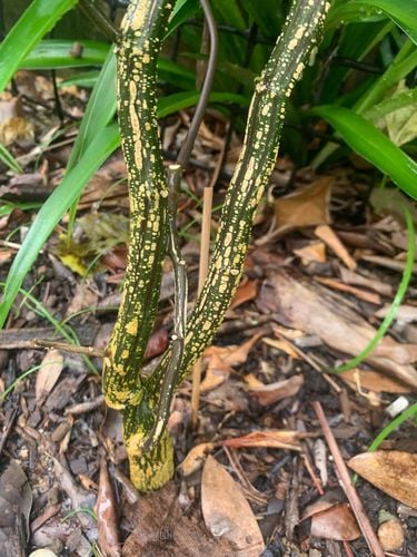 IMG_9894.jpeg IMG_9894.jpeg