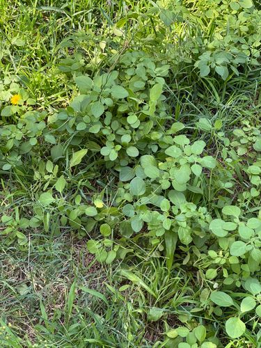 IMG_3975.jpeg IMG_3975.jpeg