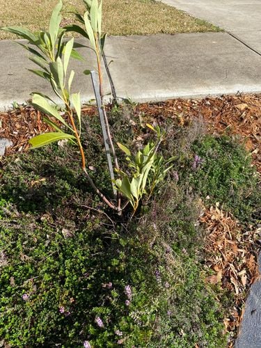 F1C9DA2A-D46F-4D92-AA0C-0CEBA4869C1A.jpeg F1C9DA2A-D46F-4D92-AA0C-0CEBA4869C1A.jpeg