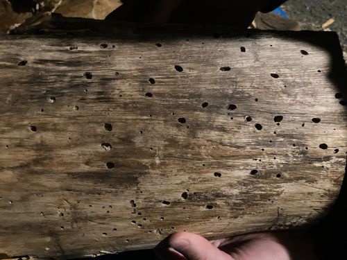 IMG_7609.jpeg IMG_7609.jpeg