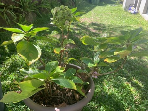 IMG_1769.jpeg IMG_1769.jpeg