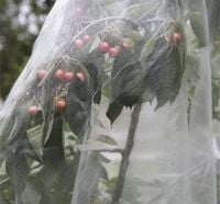 4.1 Netting can help prevent pest damage.jpg 4.1 Netting can help prevent pest damage.jpg