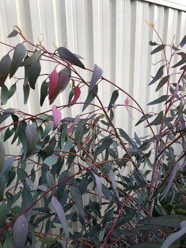 IMG_1071.jpeg IMG_1071.jpeg