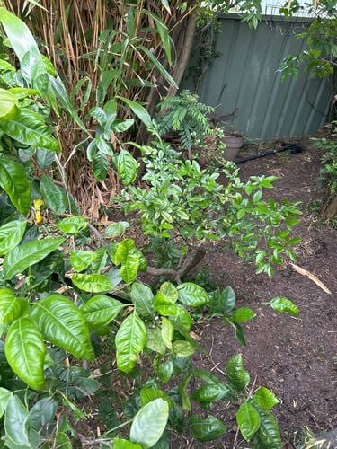 IMG_6DDA529A-EC24-47EF-BB19-F8D9429F4109.jpeg IMG_6DDA529A-EC24-47EF-BB19-F8D9429F4109.jpeg