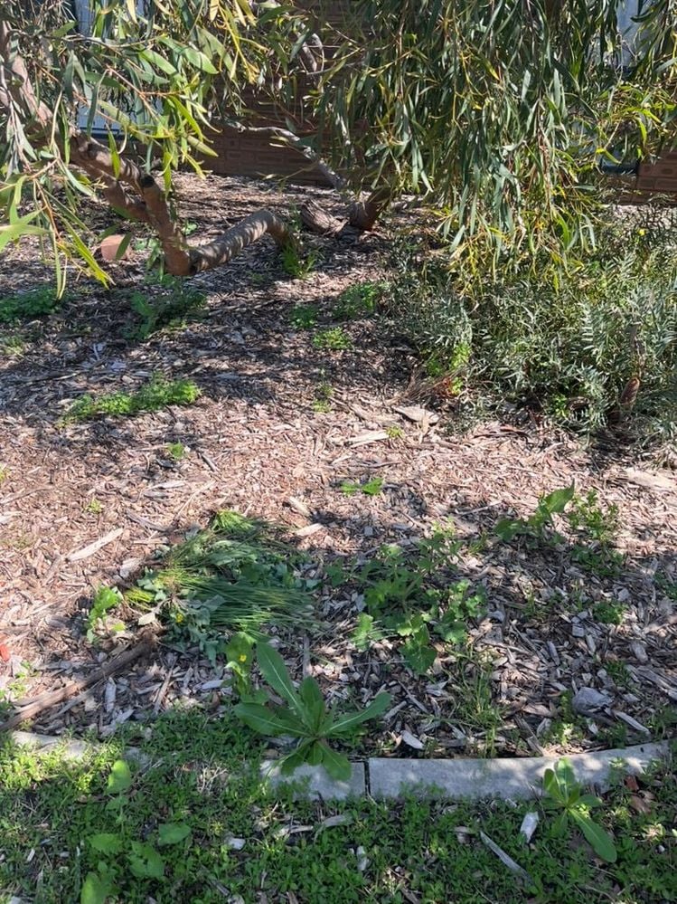 F4A5711B-6C89-4B99-9801-EDE32BC8B814_1_105_c.jpeg F4A5711B-6C89-4B99-9801-EDE32BC8B814_1_105_c.jpeg