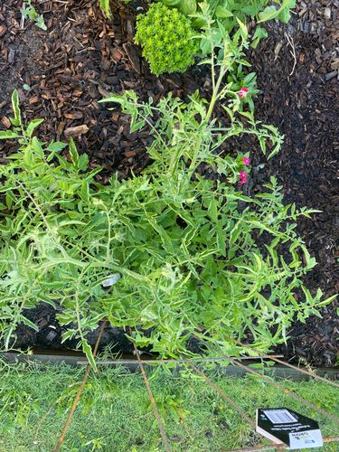 745FF8AD-5D35-4F27-80B7-AD3D079ACF8A.jpeg 745FF8AD-5D35-4F27-80B7-AD3D079ACF8A.jpeg