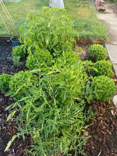 75E8C606-D8FB-4491-AF15-3108396E5D01.jpeg 75E8C606-D8FB-4491-AF15-3108396E5D01.jpeg