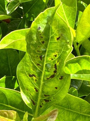 IMG_0818.jpeg IMG_0818.jpeg