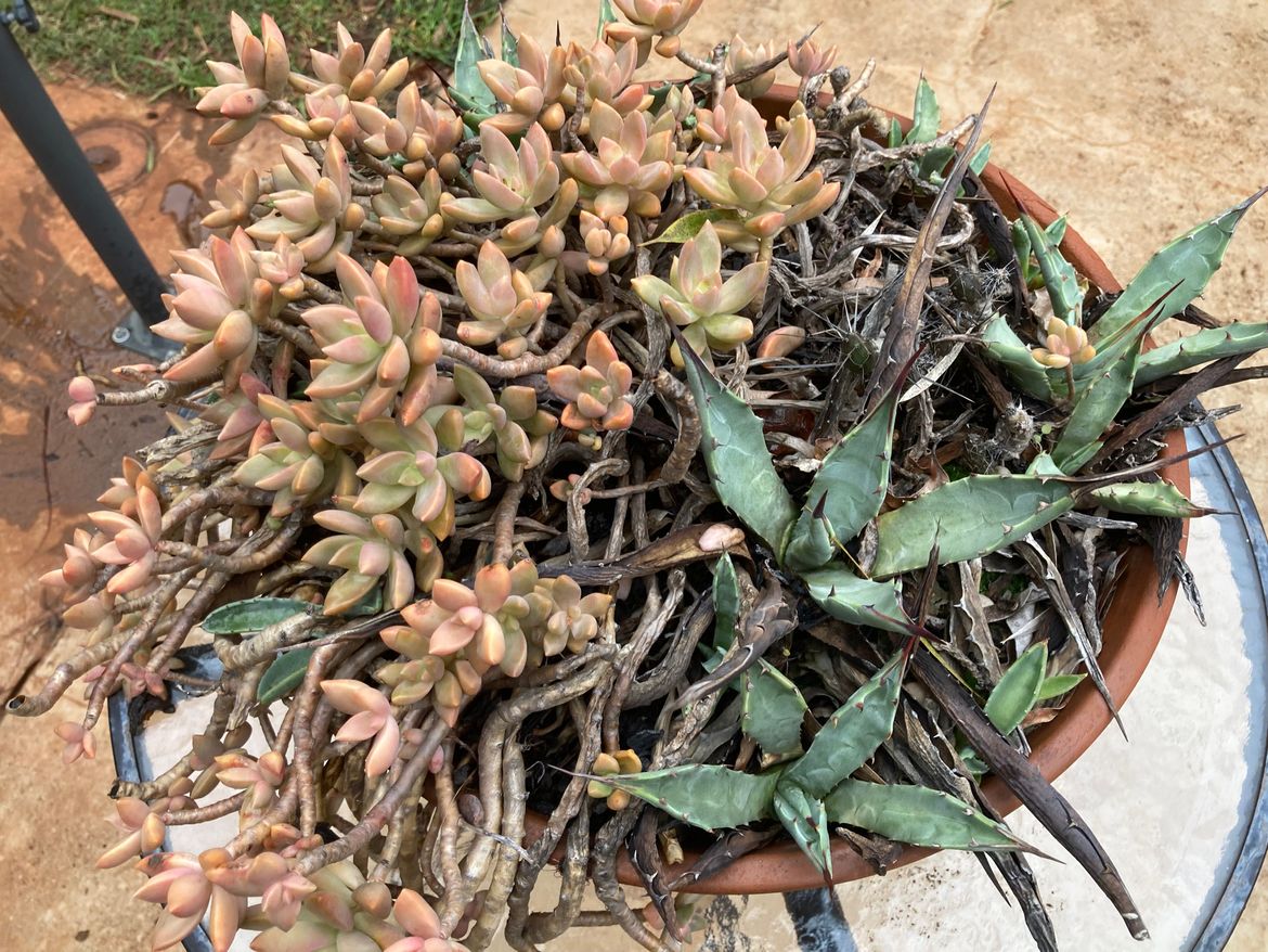 IMG_1429.jpeg IMG_1429.jpeg