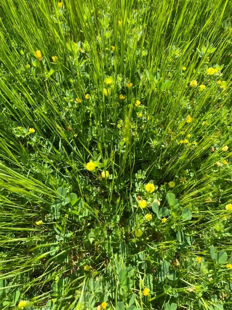 D73D804D-980C-42A1-8CCA-D597782EDB5A_1_105_c.jpeg D73D804D-980C-42A1-8CCA-D597782EDB5A_1_105_c.jpeg