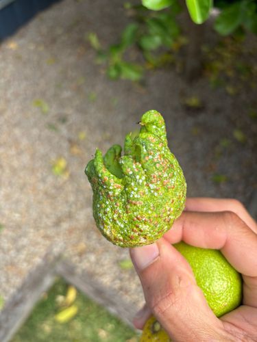 IMG_4445.jpeg IMG_4445.jpeg