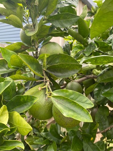 Citrus-tree2.jpg Citrus-tree2.jpg