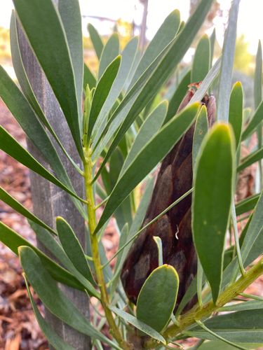 079CADD0-EE03-4F95-AEA9-6FCF7BCBE4F3.jpeg 079CADD0-EE03-4F95-AEA9-6FCF7BCBE4F3.jpeg