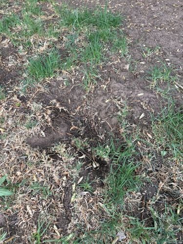 Sireeshatmp_1-1769965570673.jpeg Sireeshatmp_1-1769965570673.jpeg