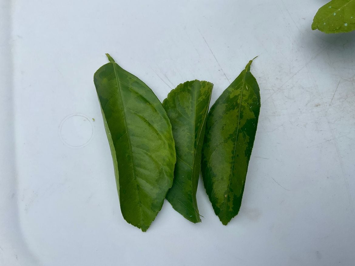 IMG_0224.jpeg IMG_0224.jpeg