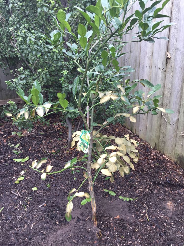 7DF3B2DD-619F-4B51-87A4-6A798294C77B.jpeg 7DF3B2DD-619F-4B51-87A4-6A798294C77B.jpeg