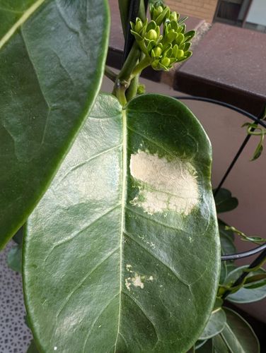 1000018293.jpg 1000018293.jpg